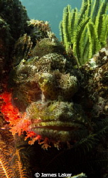 Scorpionfish conveniently waiting for me on a safety stop by James Laker 
